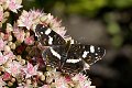 Araschnia levana Landkaartje vlinder vlinders butterfly butterflies papillon papillons